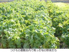 おいしい野菜を選びます